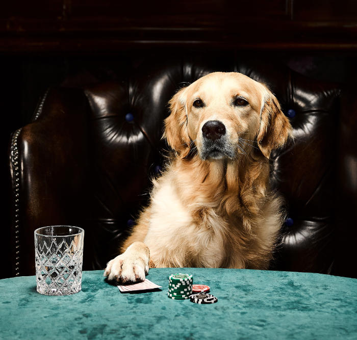 perros poker