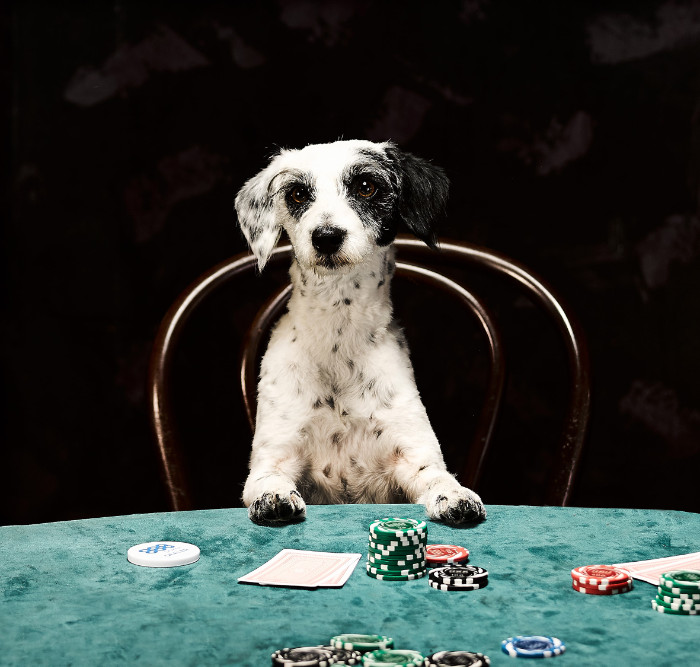 perros jugar poker