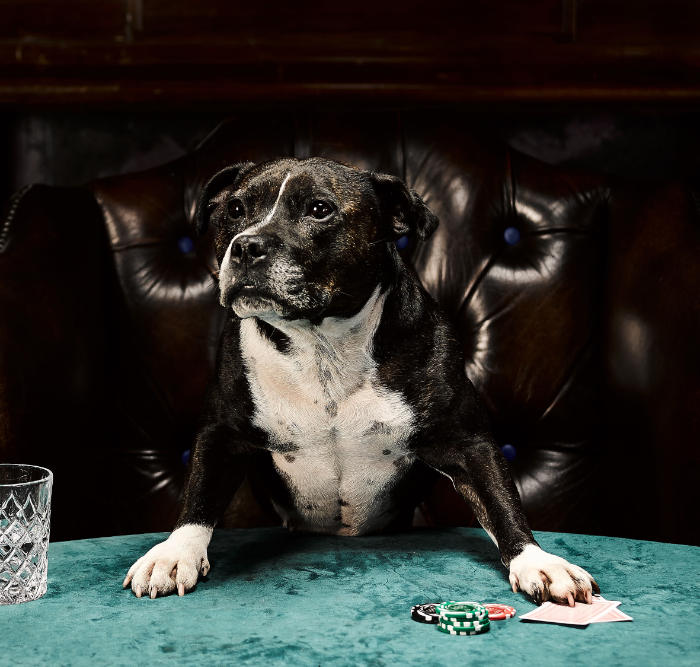 perros jugando al poker