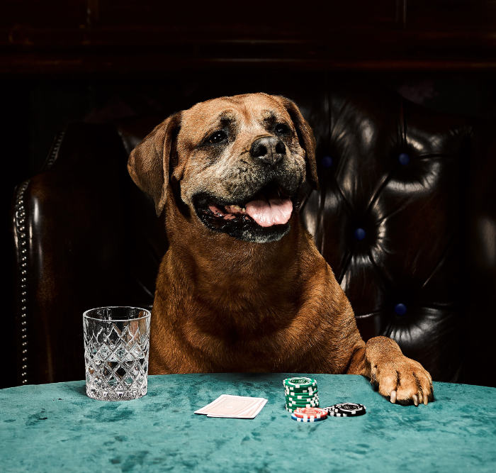 perros juegan al poker